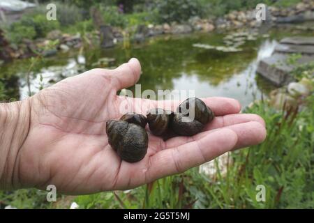 river snail, common river snail (Viviparus viviparus), four river snais on a hand, Germany, North Rhine-Westphalia Stock Photo