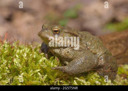 European common toad (Bufo bufo), female on moss, Germany, Bavaria