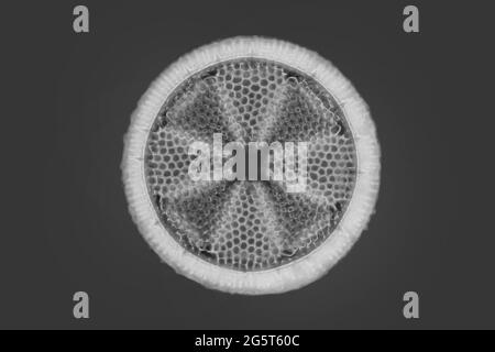 diatom (Diatomeae), diatom from Patuxent River, phase-contrast MRI image, USA, Maryland Stock Photo