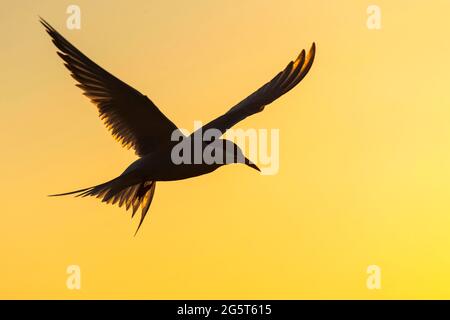 arctic tern (Sterna paradisaea), in flight at sunset, silhouette , Germany, Schleswig-Holstein Stock Photo