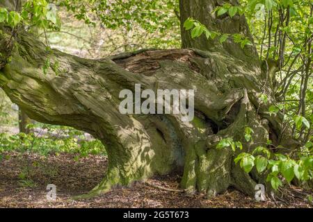 common hornbeam, European hornbeam (Carpinus betulus), old hornbeam, Germany, Ottensen Stock Photo