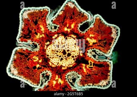 she-oak (Casuarina spec.), cross section of a Casuarina needle, light microscope, fluorescent image Stock Photo