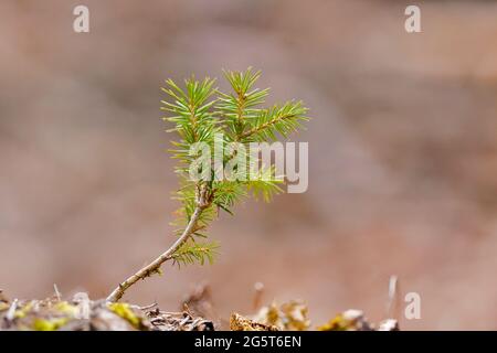 Norway spruce (Picea abies), spruce seedling, Germany, North Rhine-Westphalia Stock Photo