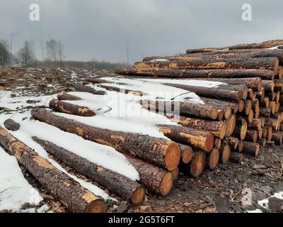 lumberyard for conifer wood at a clearcutting in winter, Germany Stock Photo