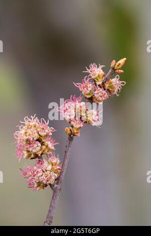 silver maple, white maple, bird's eye maple (Acer saccharinum), blooming branch Stock Photo