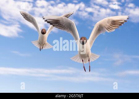 black-headed gull (Larus ridibundus, Chroicocephalus ridibundus), two black-headed gulls in flight at cloudy sky, Netherlands Stock Photo