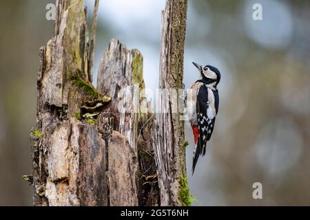 Great spotted woodpecker (Picoides major, Dendrocopos major), female perched on a tree snag, Germany, Bavaria Stock Photo