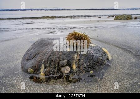 Green sea urchin, Northern urchin, Northern sea urchin (Strongylocentrotus droebachiensis), Sea Urchins on beach at low tide, Norway, Troms, Stock Photo