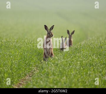 European hare, Brown hare (Lepus europaeus), three hares sit in a field in spring, Germany, Baden-Wuerttemberg Stock Photo