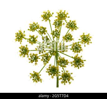 Dill flower isolated on white background Stock Photo