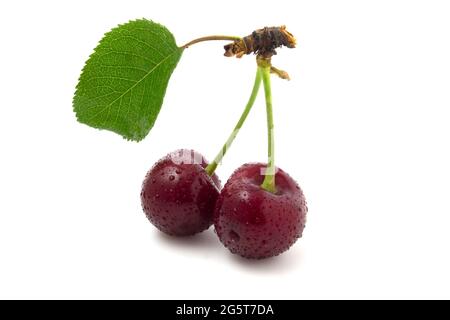 Two cherries with leaf and dew drops isolated on white background. Stock Photo
