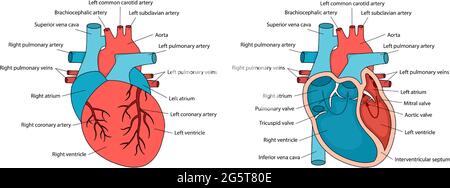Anatomically correct heart with descriptions. Human heart anatomy with cross-section and non-cross view. Stock Vector
