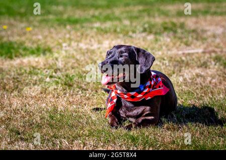 An old dog wearing a red bandana rests in a park and enjoys lying on the grass in the sun, New Zealand Stock Photo