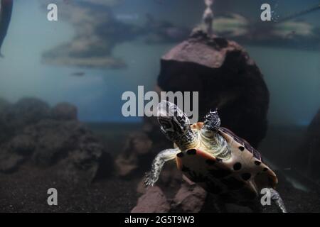 Reeves Turtle Exploring Stock Photo