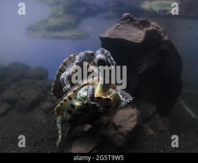 Cagle's Map Turtle and Reeves Turtles Playing Stock Photo