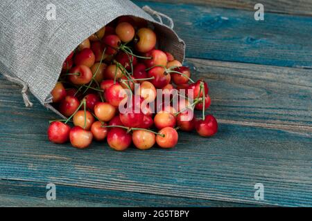 Freshly picked organic rainier cherries spilling out of burlap bag on to blue vintage wooden table Stock Photo