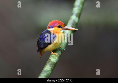 a young black-backed kingfisher Stock Photo