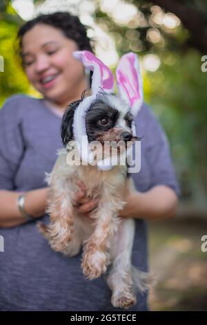 Portrait of cute dog with bunny ears on Stock Photo