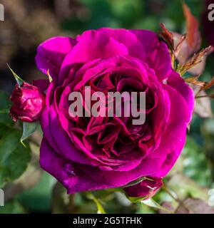 'Munstead Wood, Ausbernard' English Rose, Engelsk ros (Rosa) Stock Photo