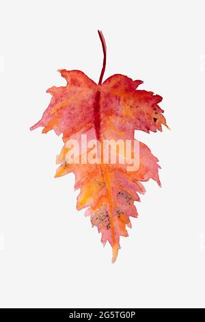 Red orange autumn maple leaf painted in watercolor isolated on white background. Stock Photo