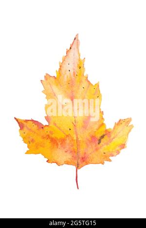 Yellow red autumn maple leaf isolated on white background. Stock Photo