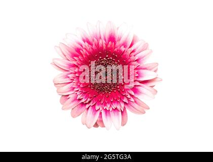 Pink gerbera flower head on white isolated background. Element for design Stock Photo