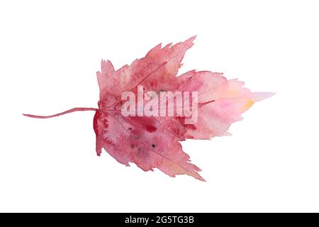 watercolor autumn maple leaf painted with pink red paint isolated on white background. Stock Photo