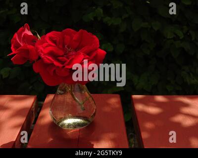 two blooming red roses in a glass vase on a wooden red table Stock Photo