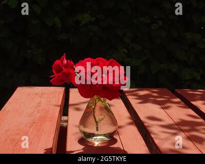 two blooming red roses in a glass vase on a wooden red table Stock Photo
