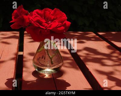two blooming red roses in a glass vase on a wooden red table Stock Photo