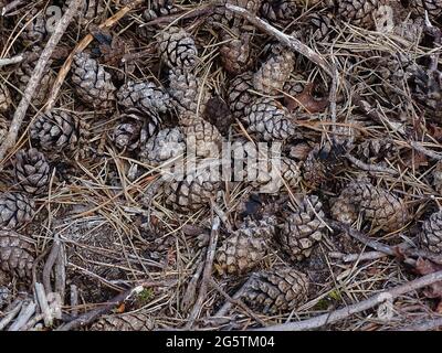 several pine cones on the forest floor with pine needles in between Stock Photo