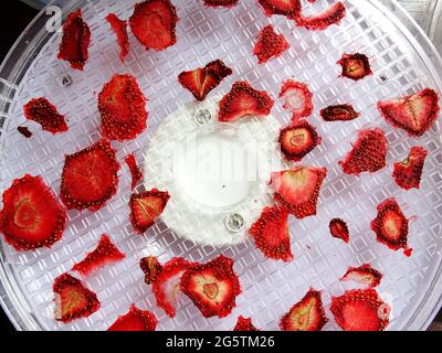 dried strawberries on a tray of the drying oven Stock Photo