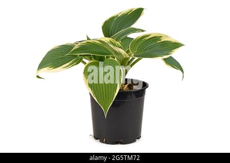 Side view of Hosta plant with green leaves and with white edges in black plastic flower pot isolated on white background Stock Photo