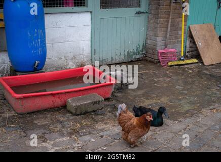 Freerange chicken and ducks in a farmyard Stock Photo