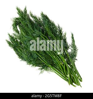 Bunch of fresh dill isolated on white backgroind Stock Photo