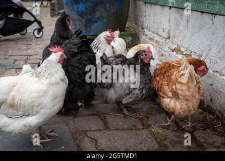 Freerange hens roaming freely in a farmyard. Stock Photo