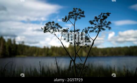 Am Etang de la Gruère in der Gem. Saignelégier am 15.08.19. Stock Photo