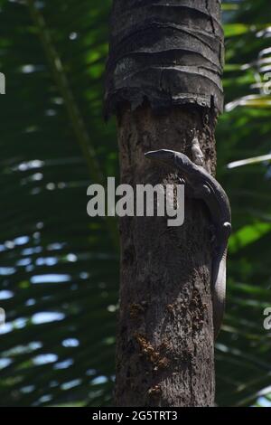 Monitor lizard climbing upon a tree Stock Photo