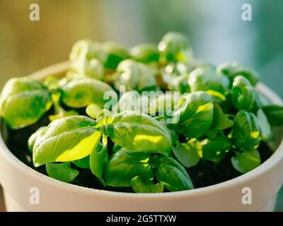 Fresh green potted basil with water drops or dew in sunset sunbeam. Young basil leaves in ceramic flower pot . Basil plant with green leaves. Copy space Stock Photo