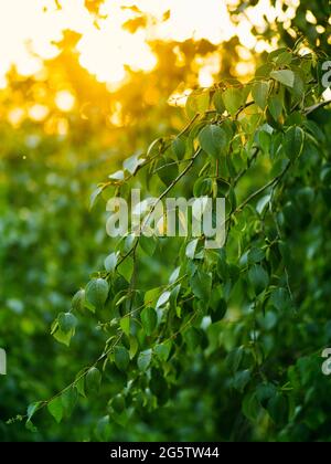 Beautiful green birch branches natural abstract bokeh background with copy space. Fresh foliage of thin gentle birch branches in sunset light. Yellow sun rays bursting through leaves. Vertical Stock Photo