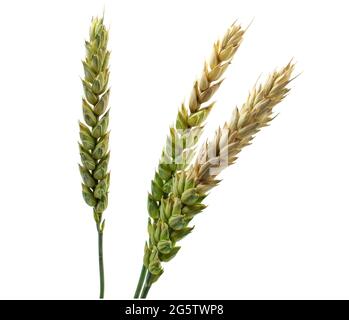 Close-up of ripening ears of wheat isolated on white background Stock Photo