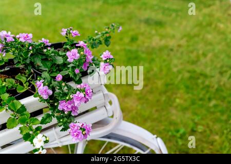 purple flowers on the bike trunk. Stock Photo
