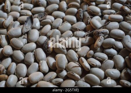 Velvet bean seed holding by hand. Indonesian call velvet bean with benguk and sometime use as tempe Stock Photo