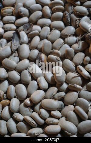 Velvet bean seed holding by hand. Indonesian call velvet bean with benguk and sometime use as tempe Stock Photo