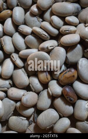 Velvet bean seed holding by hand. Indonesian call velvet bean with benguk and sometime use as tempe Stock Photo