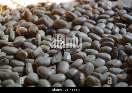 Velvet bean seed holding by hand. Indonesian call velvet bean with benguk and sometime use as tempe Stock Photo