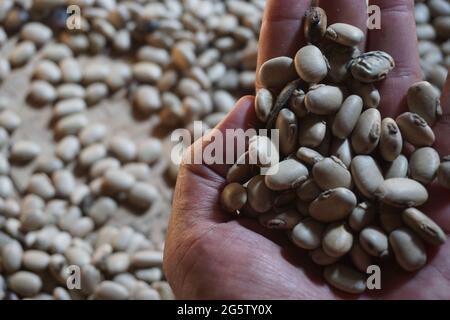 Velvet bean seed holding by hand. Indonesian call velvet bean with benguk and sometime use as tempe Stock Photo