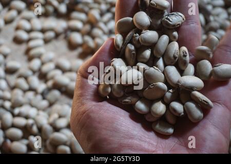 Velvet bean seed holding by hand. Indonesian call velvet bean with benguk and sometime use as tempe Stock Photo