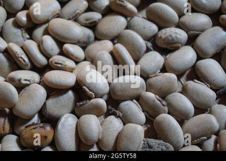 Velvet bean seed holding by hand. Indonesian call velvet bean with benguk and sometime use as tempe Stock Photo