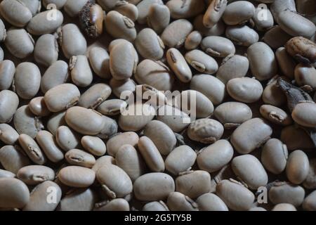 Velvet bean seed holding by hand. Indonesian call velvet bean with benguk and sometime use as tempe Stock Photo